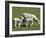 Sheep and Lambs, Near Dunedin, Otago, South Island, New Zealand-David Wall-Framed Photographic Print