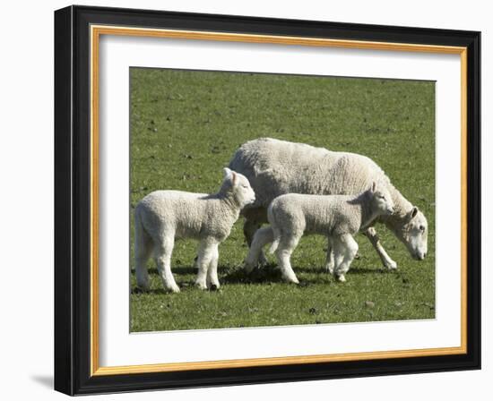 Sheep and Lambs, Near Dunedin, Otago, South Island, New Zealand-David Wall-Framed Photographic Print