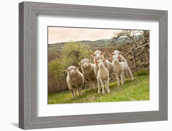 Sheep and Lambs on Pasture-null-Framed Art Print