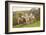 Sheep and Lambs on Pasture-null-Framed Art Print