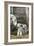 Sheep and Lambs-null-Framed Photographic Print