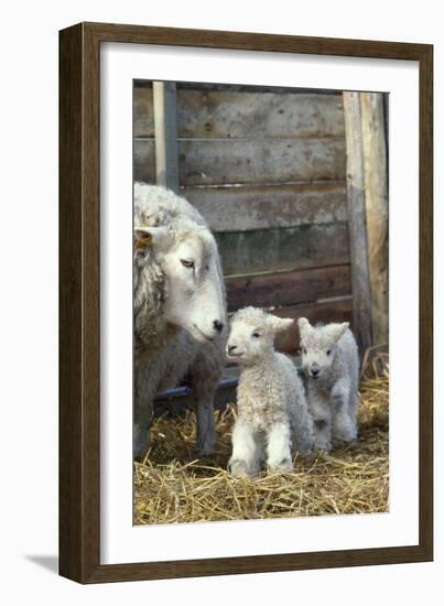 Sheep and Lambs-null-Framed Photographic Print