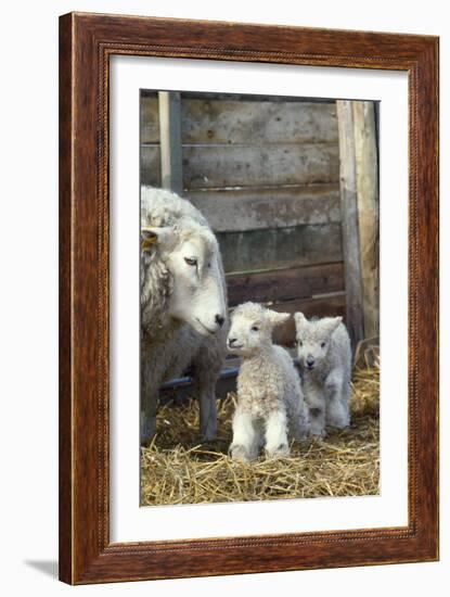 Sheep and Lambs-null-Framed Photographic Print