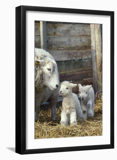 Sheep and Lambs-null-Framed Photographic Print