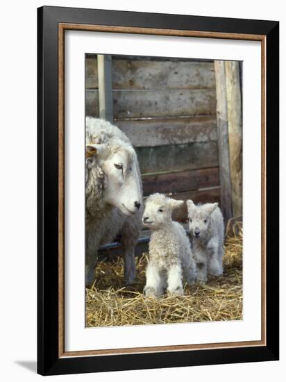 Sheep and Lambs-null-Framed Photographic Print