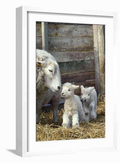 Sheep and Lambs-null-Framed Photographic Print