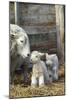 Sheep and Lambs-null-Mounted Photographic Print