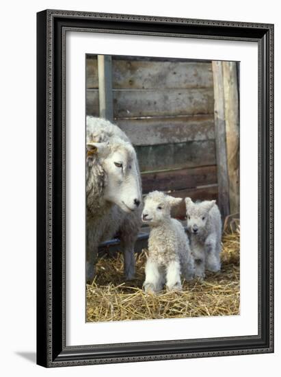 Sheep and Lambs-null-Framed Photographic Print