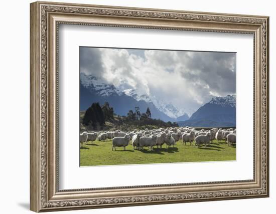 Sheep and Mountains Near Glenorchy, Queenstown, South Island, New Zealand, Pacific-Nick-Framed Photographic Print