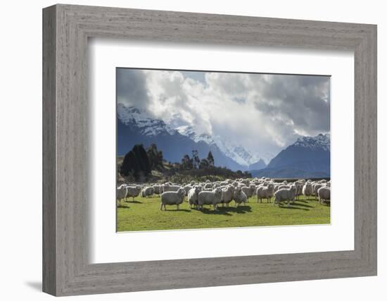 Sheep and Mountains Near Glenorchy, Queenstown, South Island, New Zealand, Pacific-Nick-Framed Photographic Print