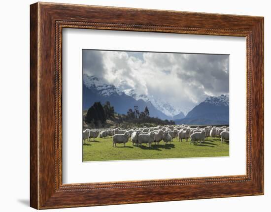 Sheep and Mountains Near Glenorchy, Queenstown, South Island, New Zealand, Pacific-Nick-Framed Photographic Print