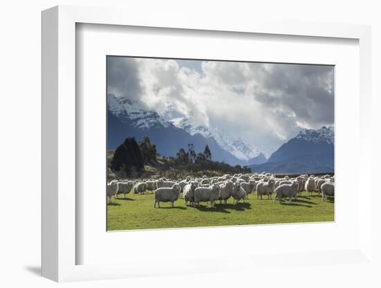 Sheep and Mountains Near Glenorchy, Queenstown, South Island, New Zealand, Pacific-Nick-Framed Photographic Print