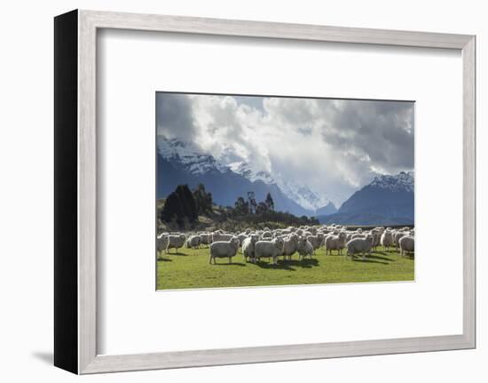 Sheep and Mountains Near Glenorchy, Queenstown, South Island, New Zealand, Pacific-Nick-Framed Photographic Print
