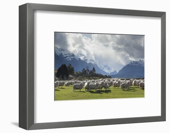 Sheep and Mountains Near Glenorchy, Queenstown, South Island, New Zealand, Pacific-Nick-Framed Photographic Print