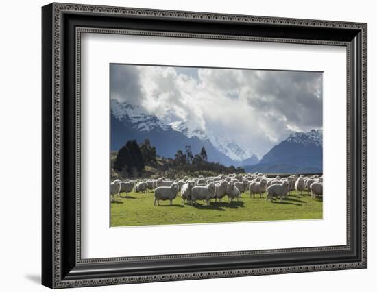 Sheep and Mountains Near Glenorchy, Queenstown, South Island, New Zealand, Pacific-Nick-Framed Photographic Print