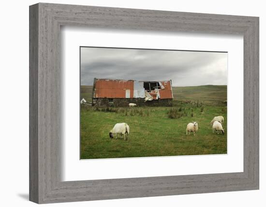 Sheep and Old Barn-pink candy-Framed Photographic Print
