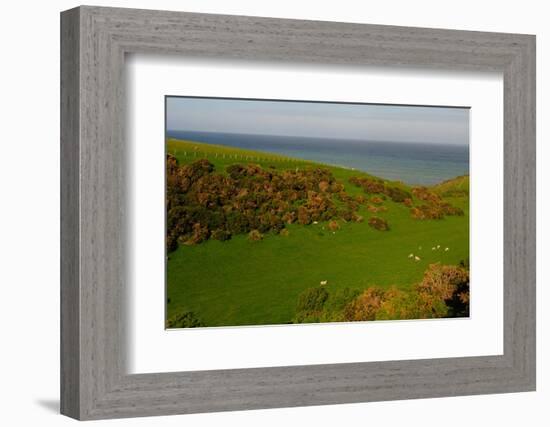 Sheep and the Rolling Hills to the Ocean, Otago, South Island, New Zealand, Pacific-Bhaskar Krishnamurthy-Framed Photographic Print