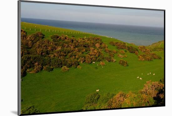 Sheep and the Rolling Hills to the Ocean, Otago, South Island, New Zealand, Pacific-Bhaskar Krishnamurthy-Mounted Photographic Print