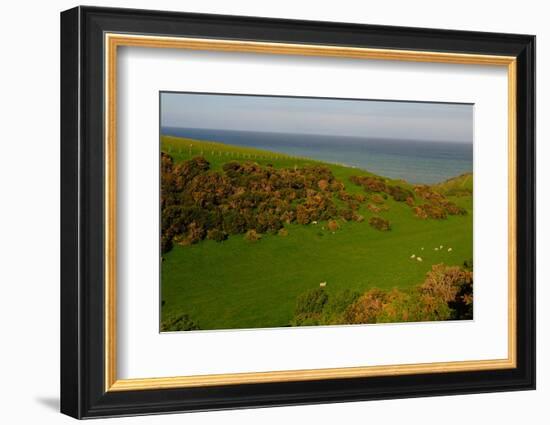 Sheep and the Rolling Hills to the Ocean, Otago, South Island, New Zealand, Pacific-Bhaskar Krishnamurthy-Framed Photographic Print