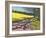 Sheep And Yellow Field-Andrew Macara-Framed Giclee Print