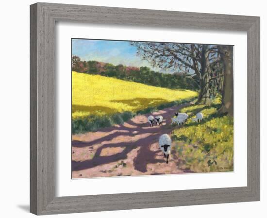 Sheep And Yellow Field-Andrew Macara-Framed Giclee Print