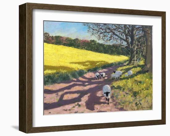 Sheep And Yellow Field-Andrew Macara-Framed Giclee Print