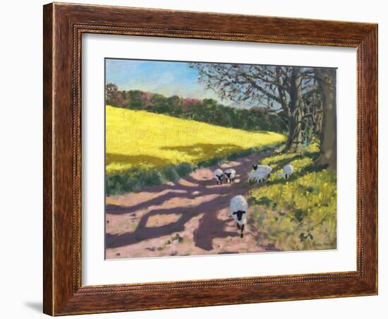 Sheep And Yellow Field-Andrew Macara-Framed Giclee Print