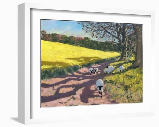 Sheep And Yellow Field-Andrew Macara-Framed Giclee Print