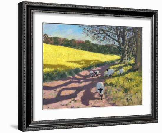 Sheep And Yellow Field-Andrew Macara-Framed Giclee Print