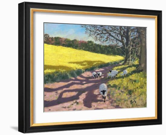 Sheep And Yellow Field-Andrew Macara-Framed Giclee Print