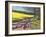 Sheep And Yellow Field-Andrew Macara-Framed Giclee Print