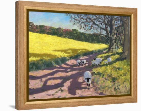 Sheep And Yellow Field-Andrew Macara-Framed Premier Image Canvas