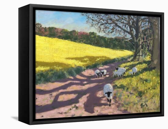 Sheep And Yellow Field-Andrew Macara-Framed Premier Image Canvas