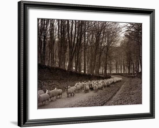 Sheep are Brought Down from the High Pastures to Their Winter Grazing, 1934-null-Framed Photographic Print