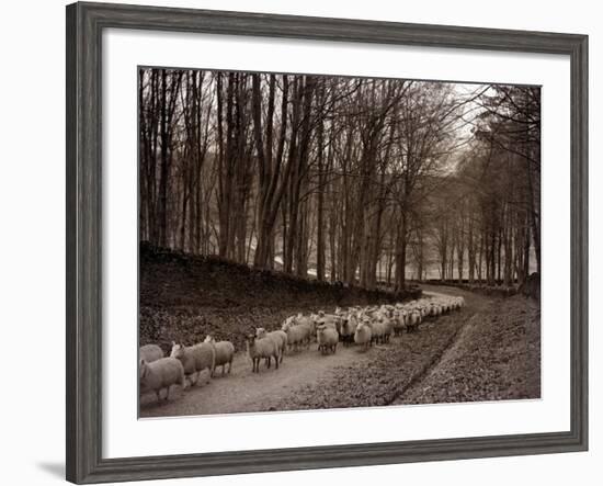 Sheep are Brought Down from the High Pastures to Their Winter Grazing, 1934-null-Framed Photographic Print