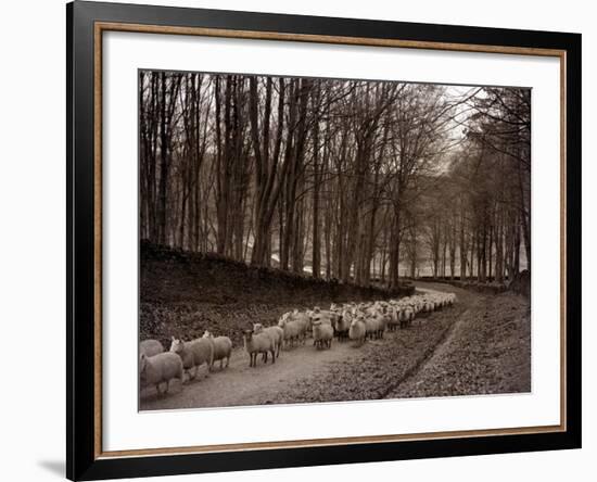 Sheep are Brought Down from the High Pastures to Their Winter Grazing, 1934-null-Framed Photographic Print