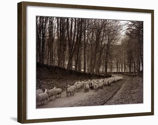 Sheep are Brought Down from the High Pastures to Their Winter Grazing, 1934-null-Framed Photographic Print