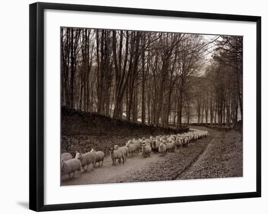 Sheep are Brought Down from the High Pastures to Their Winter Grazing, 1934-null-Framed Photographic Print