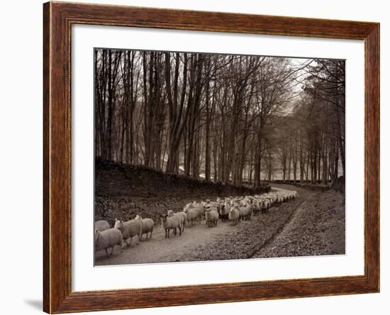 Sheep are Brought Down from the High Pastures to Their Winter Grazing, 1934-null-Framed Photographic Print