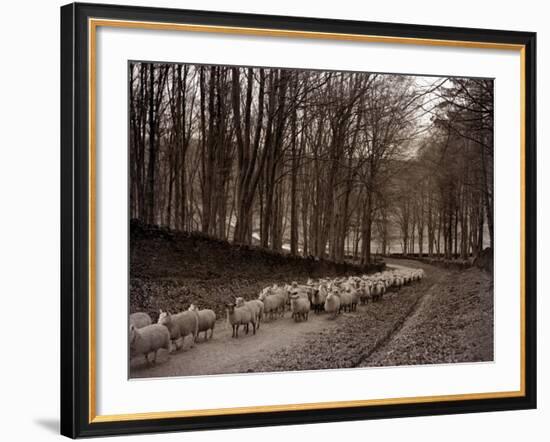 Sheep are Brought Down from the High Pastures to Their Winter Grazing, 1934-null-Framed Photographic Print