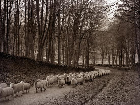 Photographic Print, , large