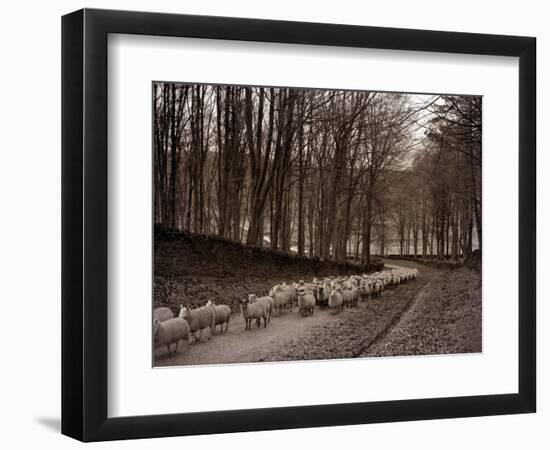 Sheep are Brought Down from the High Pastures to Their Winter Grazing, 1934-null-Framed Photographic Print