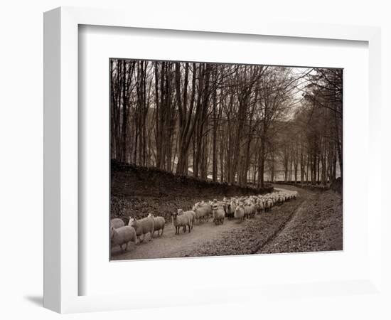 Sheep are Brought Down from the High Pastures to Their Winter Grazing, 1934-null-Framed Photographic Print