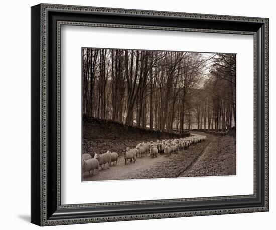 Sheep are Brought Down from the High Pastures to Their Winter Grazing, 1934-null-Framed Photographic Print