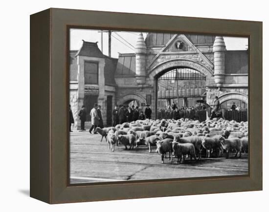 Sheep Arriving at the Chicago Stockyards to Be Converted into Legs of Mutton and Lamb Chops-null-Framed Premier Image Canvas