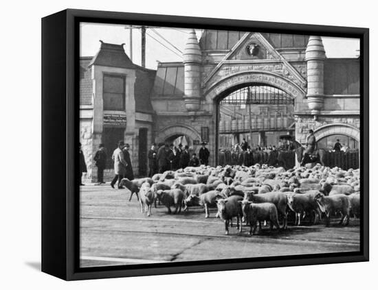 Sheep Arriving at the Chicago Stockyards to Be Converted into Legs of Mutton and Lamb Chops-null-Framed Premier Image Canvas