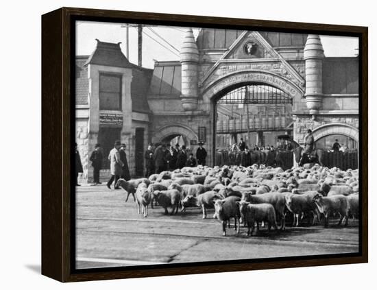 Sheep Arriving at the Chicago Stockyards to Be Converted into Legs of Mutton and Lamb Chops-null-Framed Premier Image Canvas