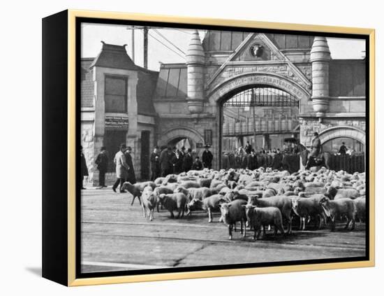 Sheep Arriving at the Chicago Stockyards to Be Converted into Legs of Mutton and Lamb Chops-null-Framed Premier Image Canvas