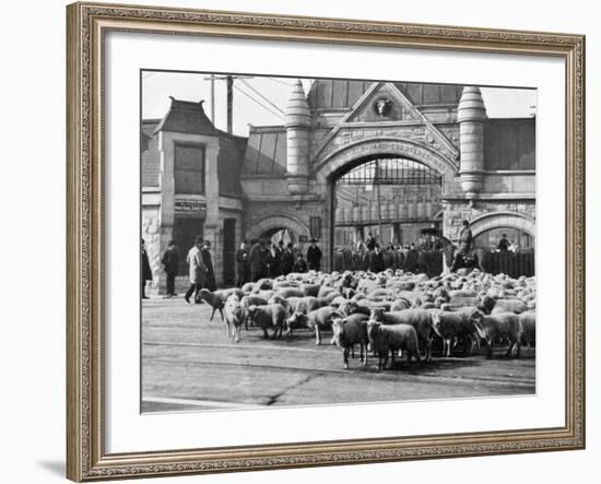 Sheep Arriving at the Chicago Stockyards to Be Converted into Legs of Mutton and Lamb Chops-null-Framed Photographic Print