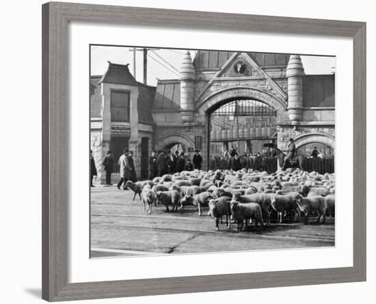 Sheep Arriving at the Chicago Stockyards to Be Converted into Legs of Mutton and Lamb Chops-null-Framed Photographic Print